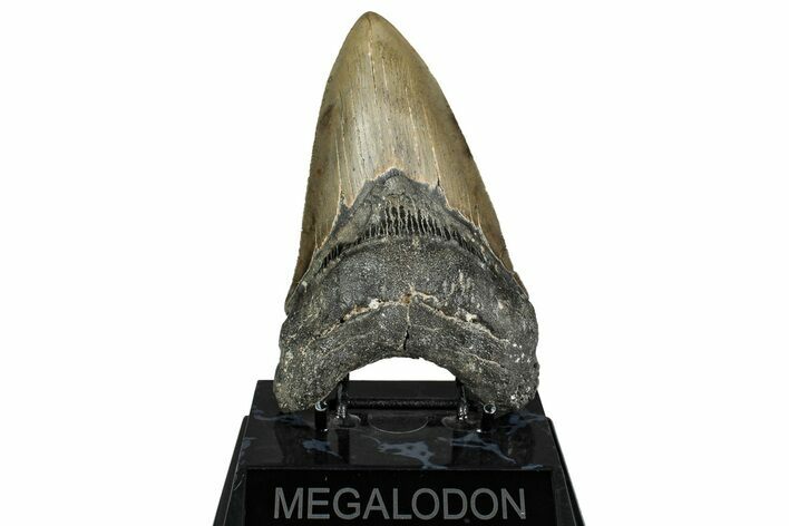 Serrated, Fossil Megalodon Tooth - North Carolina #336961